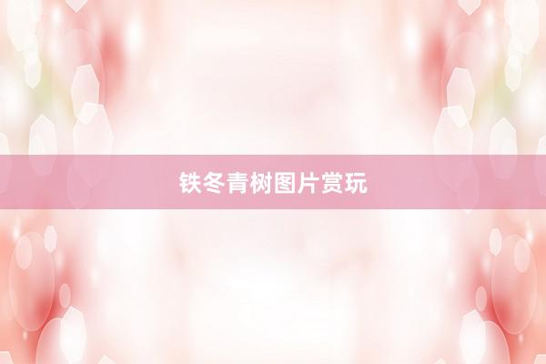 铁冬青树图片赏玩