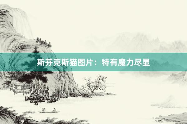 斯芬克斯猫图片：特有魔力尽显
